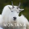Visit Montana Logo