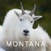 Visit Montana